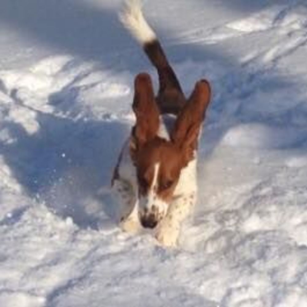 Meet your Posher, Jet